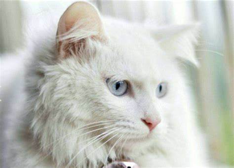 山东临清狮子猫